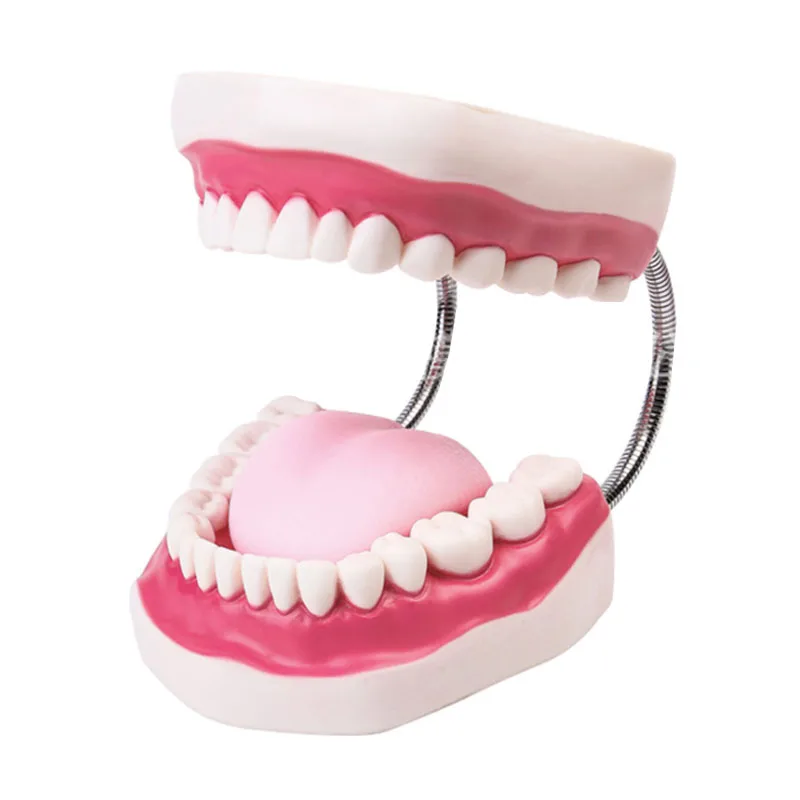 

Модель зубов для ухода за полостью рта, учебное пособие для детского сада, детская игрушка для чистки зубов, демонстрационная конструкция з...