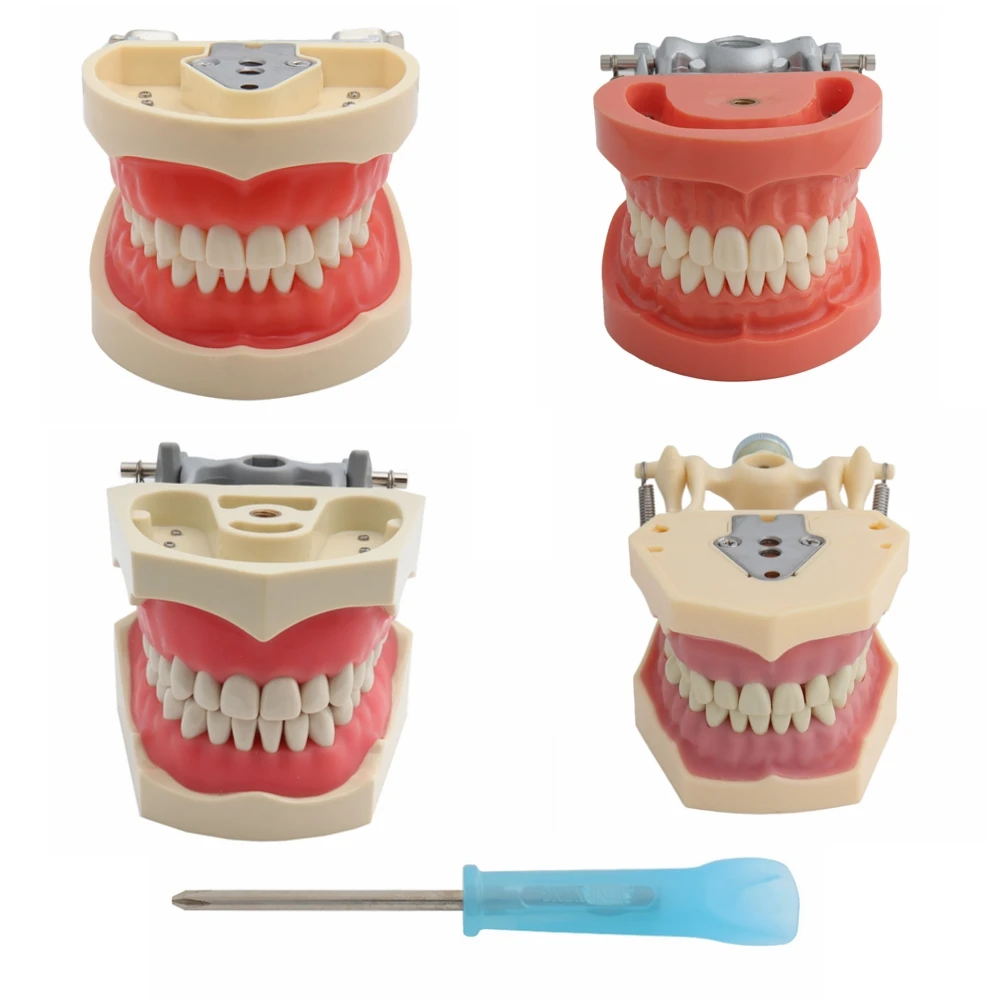 

Зубная модель, модель зубов, стоматологическая Съемная обучающая модель, стандартная модель с 32 винтовыми зубцами с мягким клеем