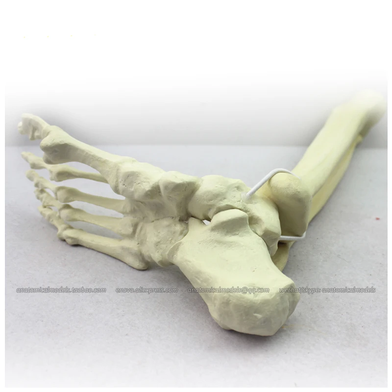 12317 / Lower Limb Skeleton with Ankle for Training Practice, Medical Science Educational Teaching Anatomical Models
12317 / Lower Limb Skeleton with Ankle for Training Practice, Medical Science Educational Teaching Anatomical Models