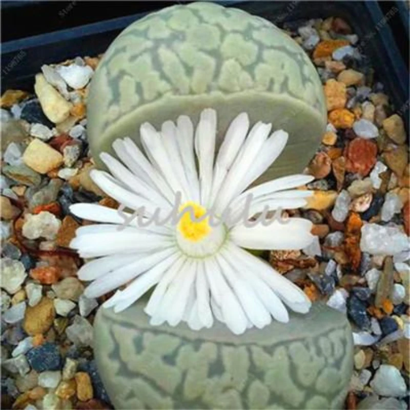 200Pcs Pseudotruncatella Succulents Raw Stone Cactus Seeds Semillas De Flores Fleshy Flower Essence Moisturizing Lip Balm TV-V1 
200Pcs Pseudotruncatella Succulents Raw Stone Cactus Seeds Semillas De Flores Fleshy Flower Essence Moisturizing Lip Balm TV-V1