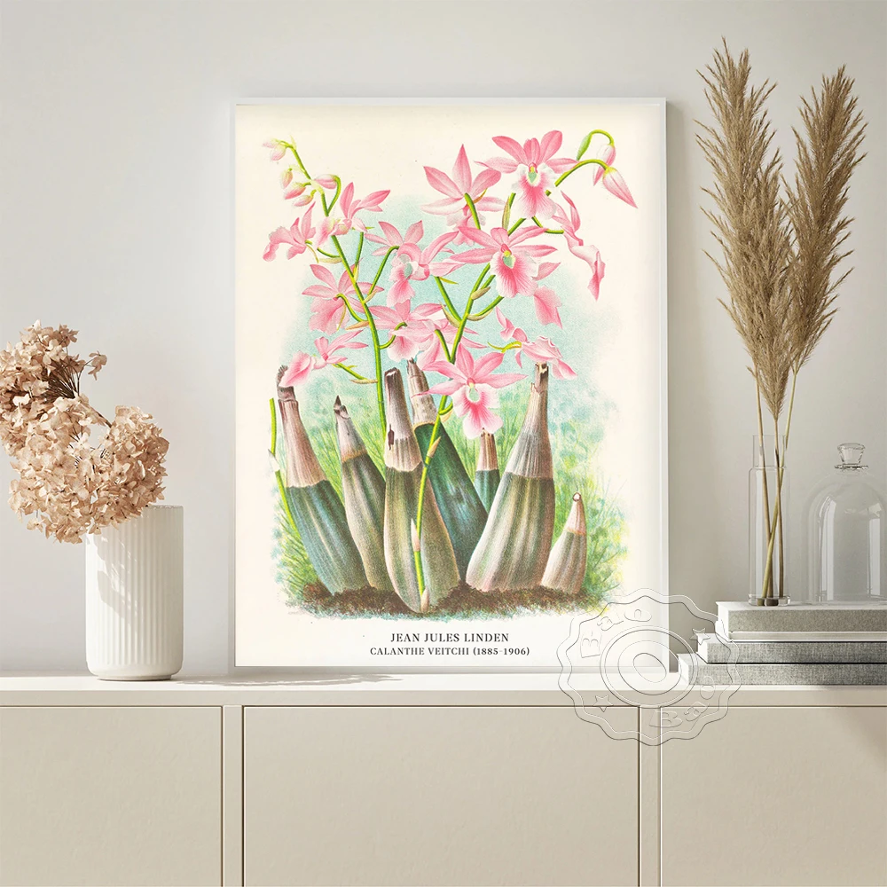 Jean Jules Linden Exhibition Poster Calanthe Veitchii Vintage Art Prints Flower Retro Canvas Painting Wall Stickers Home Decor
Jean Jules Linden Exhibition Poster Calanthe Veitchii Vintage Art Prints Flower Retro Canvas Painting Wall Stickers Home Decor