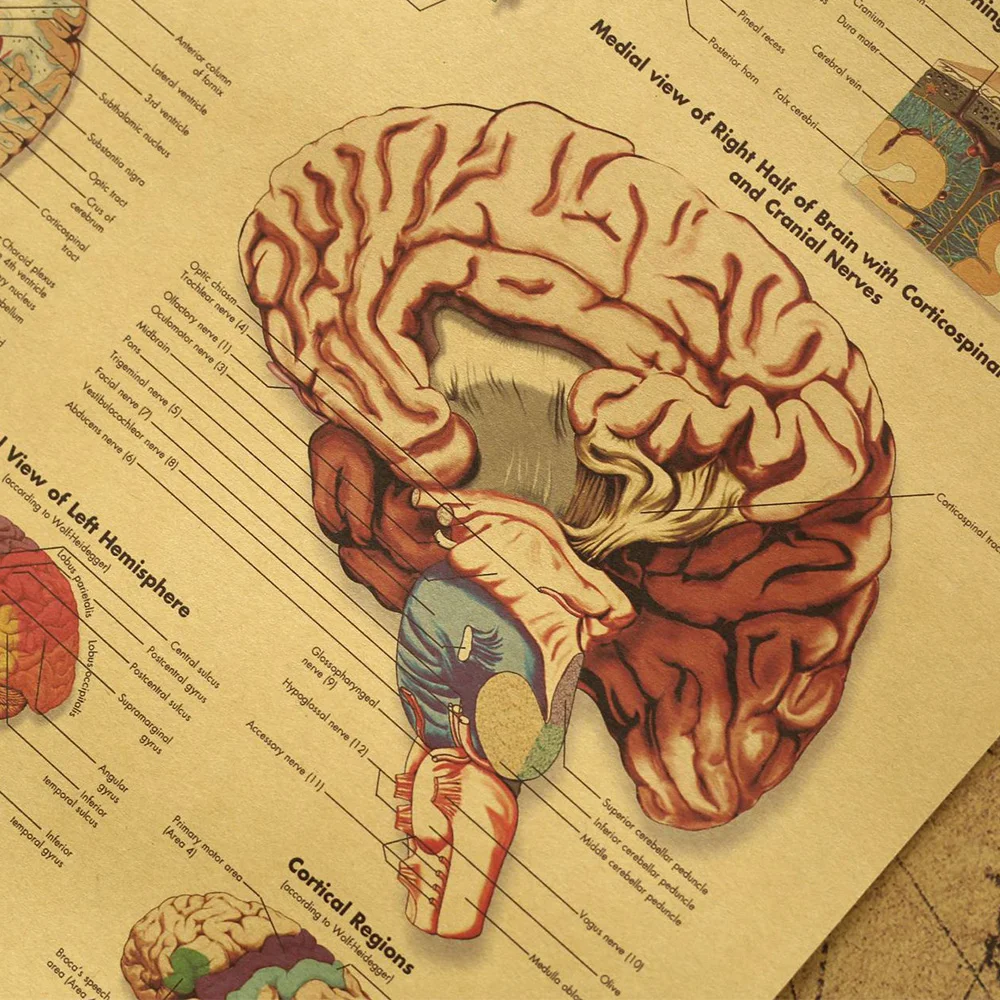 Body Illustration Brain Kraft Paper For Classroom Room Decoration Medical Art Wall Poster Silk Print Home Decoration stickers 
Body Illustration Brain Kraft Paper For Classroom Room Decoration Medical Art Wall Poster Silk Print Home Decoration stickers