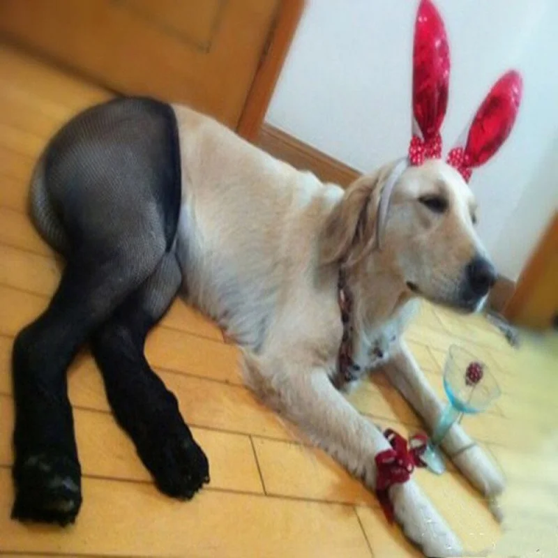 Dog Cat Sexy Net Socks,Famous Pet Stockings Fishnet Stockings, Goes Out of The Street Net Funny Photography
Dog Cat Sexy Net Socks,Famous Pet Stockings Fishnet Stockings, Goes Out of The Street Net Funny Photography