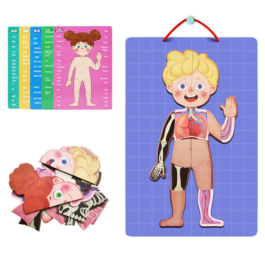 Пазл My Body-обучающая анатомическая игрушка для изучения частей тела органов мышц