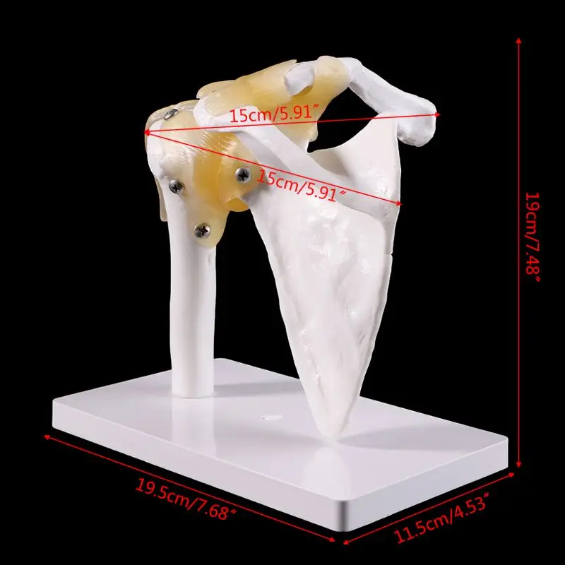 Functional Anatomical Life Size Human Anatomy Skeleton Shoulder Joint Bone Muscle Model For Teaching Study Tool
Functional Anatomical Life Size Human Anatomy Skeleton Shoulder Joint Bone Muscle Model For Teaching Study Tool