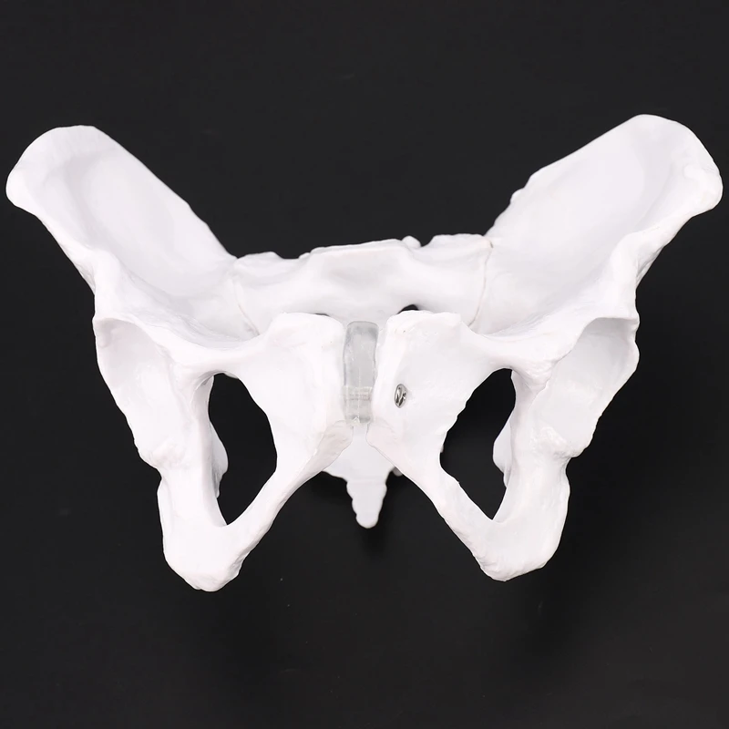 Female Anatomy Pelvis Pelvic Skeleton Throat Anatomical Anatomy Skull Sculpture Head Body Model
Female Anatomy Pelvis Pelvic Skeleton Throat Anatomical Anatomy Skull Sculpture Head Body Model