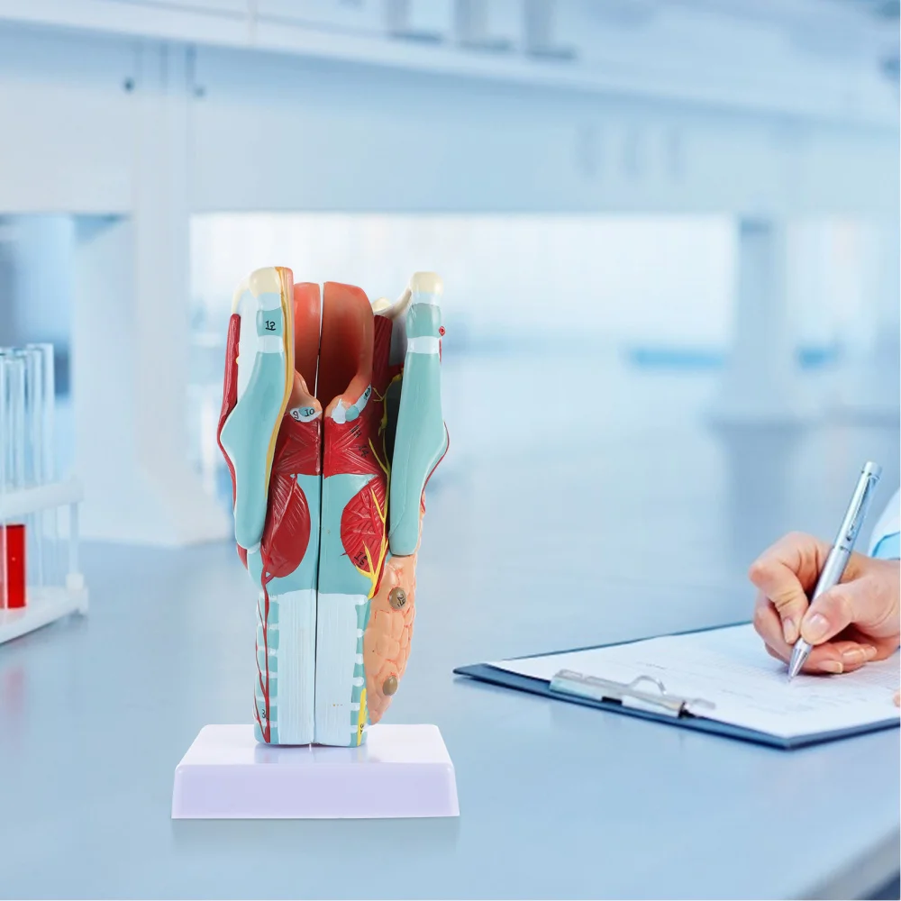 Laryngeal Model Laryngeal Model Laryngeal Model Human Anatomy Teaching Model
Laryngeal Model Laryngeal Model Laryngeal Model Human Anatomy Teaching Model