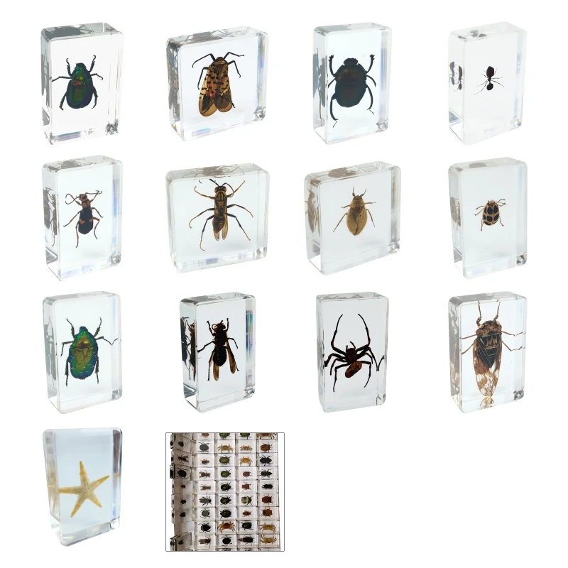 

Real Insect Specimen School Educational Teaching Aids GXMB