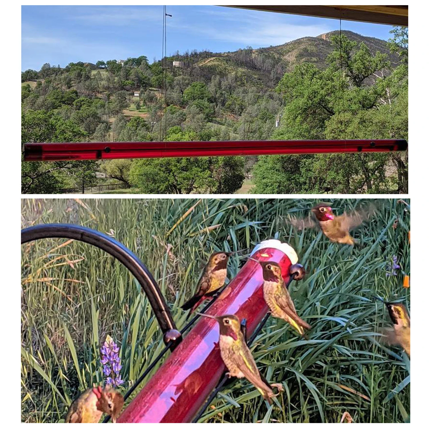 Hummingbird Feeder with Hole Transparent Pipe Bird Feeder Red Transparent Tube Suitable for Outdoors Deck Patio Garden Yard
Hummingbird Feeder with Hole Transparent Pipe Bird Feeder Red Transparent Tube Suitable for Outdoors Deck Patio Garden Yard