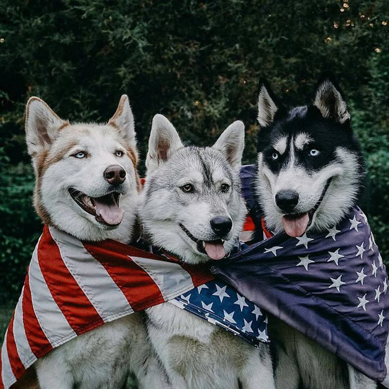 DIY Diamond Painting Cross-Stitch Animal Dog Mosaic Crystal Interesting husky Kit Embroidery Picture Rhinestone craft new 3690
DIY Diamond Painting Cross-Stitch Animal Dog Mosaic Crystal Interesting husky Kit Embroidery Picture Rhinestone craft new 3690