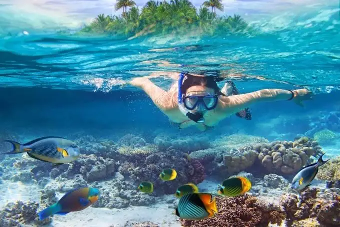 Diving Snorkel Professional Swimming Diving Breathing Tube Hose Dry Underwater Snorkeling Diving Equipment Scuba Accessories
Diving Snorkel Professional Swimming Diving Breathing Tube Hose Dry Underwater Snorkeling Diving Equipment Scuba Accessories