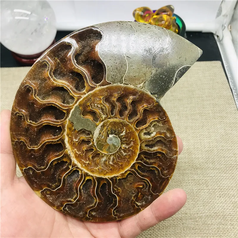 400-500 г натуральный аммонит, ископаемый кусочек раковины с подставкой, Мадагаскарский ископаемый образец, кристаллы для заживления
400-500 г натуральный аммонит, ископаемый кусочек раковины с подставкой, Мадагаскарский ископаемый образец, кристаллы для заживления