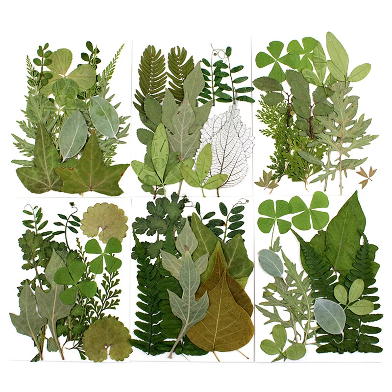 12 листов в упаковке с зелеными листьями, упаковка из материала с листьями, новый образец с натуральными листьями
12 листов в упаковке с зелеными листьями, упаковка из материала с листьями, новый образец с натуральными листьями