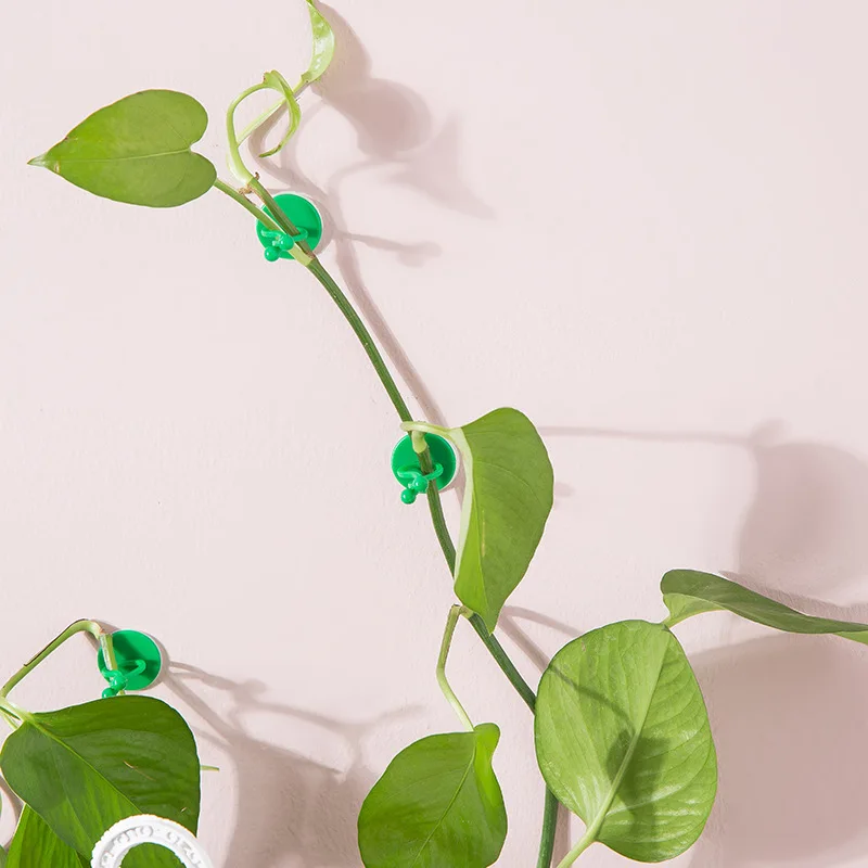 Green Radish Climbing Wall Holder Plant Climbing Vine Stickers Seamless Hook Green Plant Racks Creative Wall Hanging
Green Radish Climbing Wall Holder Plant Climbing Vine Stickers Seamless Hook Green Plant Racks Creative Wall Hanging
