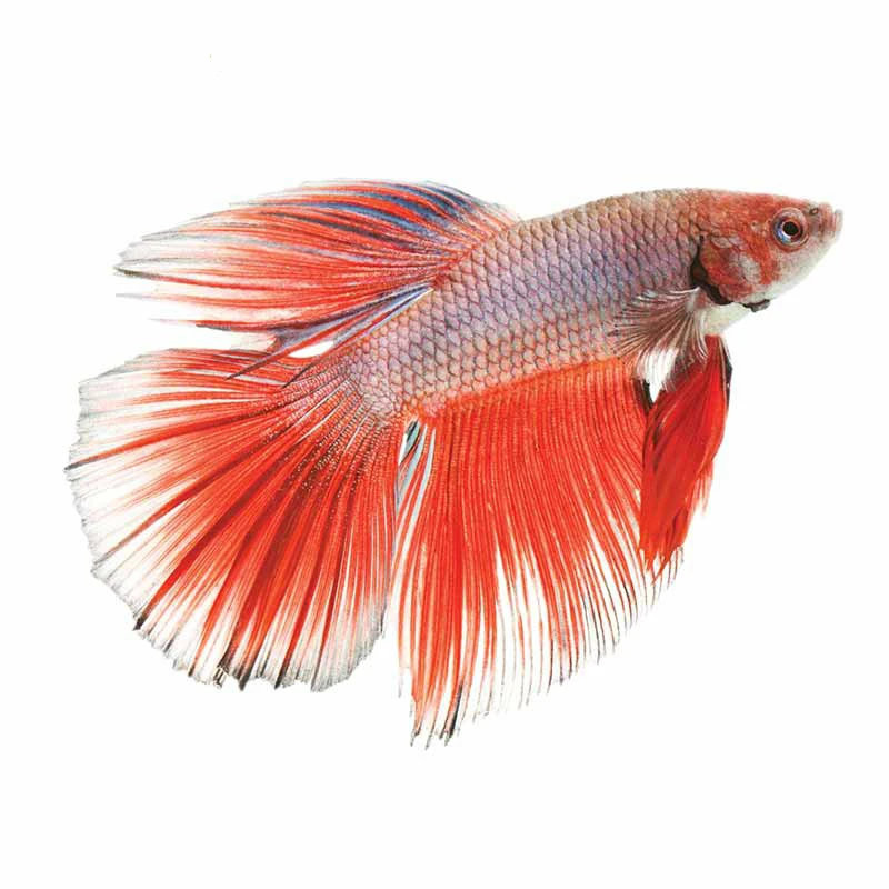 15cm Beautiful fish Vinyl Car stickers Decals Motorcycle Accessories Car-Window Decorative Goods PVC
15cm Beautiful fish Vinyl Car stickers Decals Motorcycle Accessories Car-Window Decorative Goods PVC