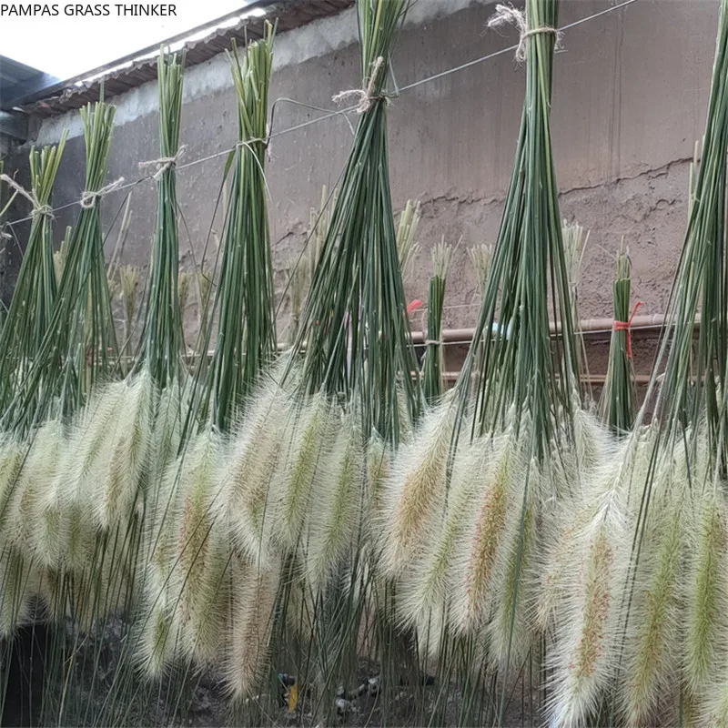 50 stems Chinese pennisetum grass wedding flower bunch foxtail dog tail natural plants home decoration flower
50 stems Chinese pennisetum grass wedding flower bunch foxtail dog tail natural plants home decoration flower