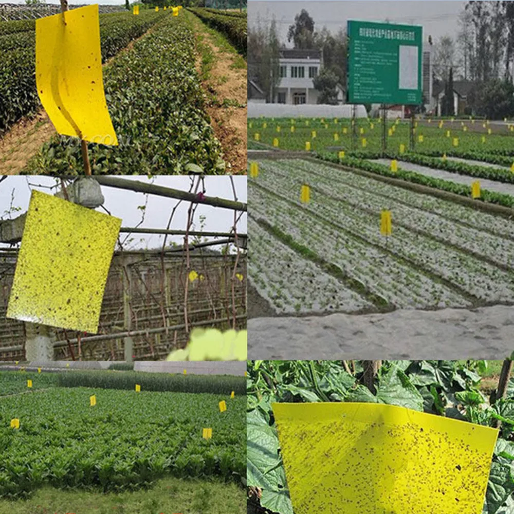 25x15cm Strong powerful sticky board greenhouse is orchard courtyard for Yellow paper and mucus pest control garden tools
25x15cm Strong powerful sticky board greenhouse is orchard courtyard for Yellow paper and mucus pest control garden tools