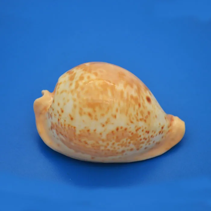 Western Australia Golden Tortoise Carpo snails (excellent golden yellow back! AustraConch Rare Conch Collection Home Decoration
Western Australia Golden Tortoise Carpo snails (excellent golden yellow back! AustraConch Rare Conch Collection Home Decoration