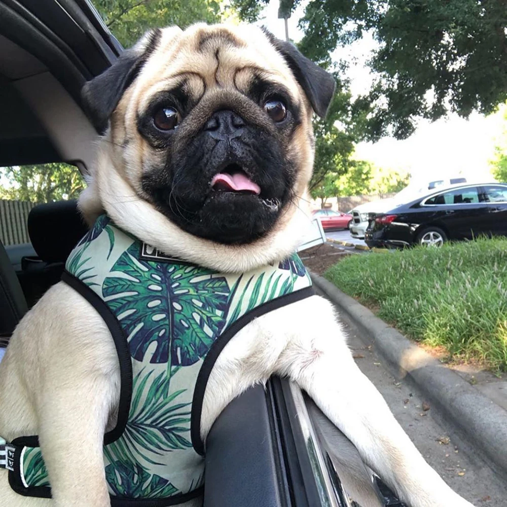 Жилетка и поводок для домашних животных, нейлоновая модная жилетка для маленьких и средних собак, с принтом французского бульдога, Мопса
Жилетка и поводок для домашних животных, нейлоновая модная жилетка для маленьких и средних собак, с принтом французского бульдога, Мопса