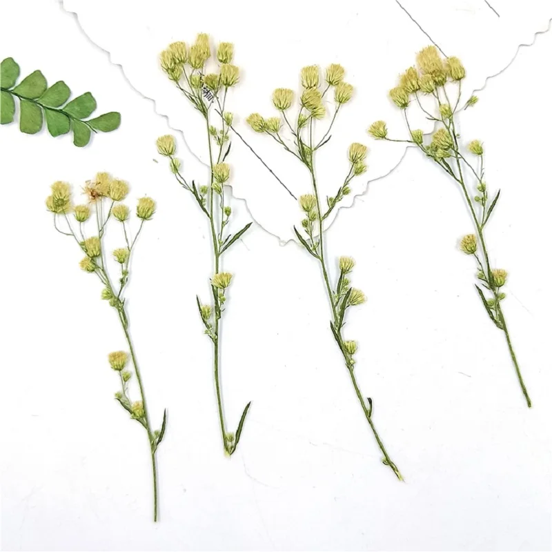 100pcs Pressed Dried Candian fleabane Flower For Epoxy Resin Jewelry Making Bookmark Phone Case Face Makeup Nail Art DIY 
100pcs Pressed Dried Candian fleabane Flower For Epoxy Resin Jewelry Making Bookmark Phone Case Face Makeup Nail Art DIY