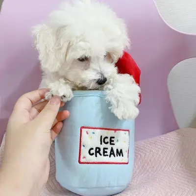 Ins new Korean ice cream bucket luminous ball BB called plush toy sound toy dog toy pet sound
Ins new Korean ice cream bucket luminous ball BB called plush toy sound toy dog toy pet sound