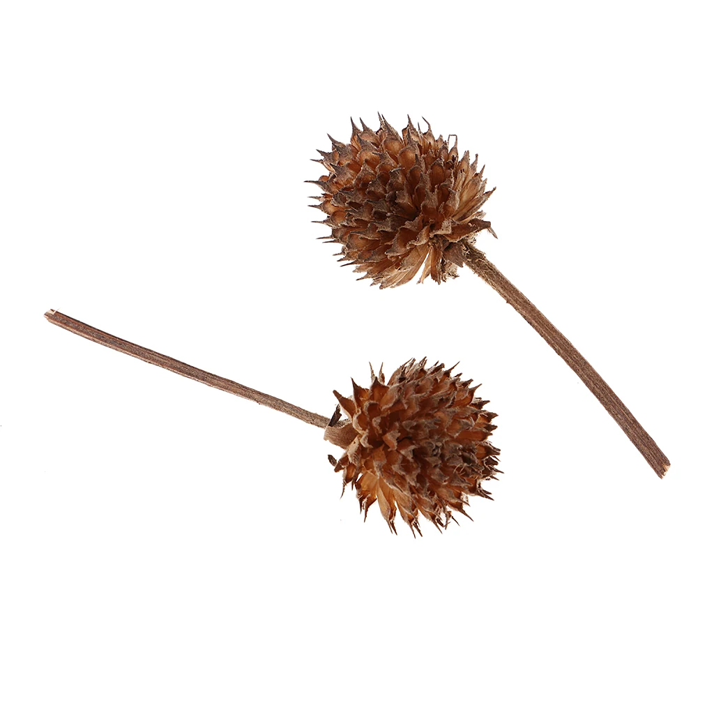 50Pc Natural Dried Flowers Dry Fruits Floral Accent Home Wedding Decorations
50Pc Natural Dried Flowers Dry Fruits Floral Accent Home Wedding Decorations