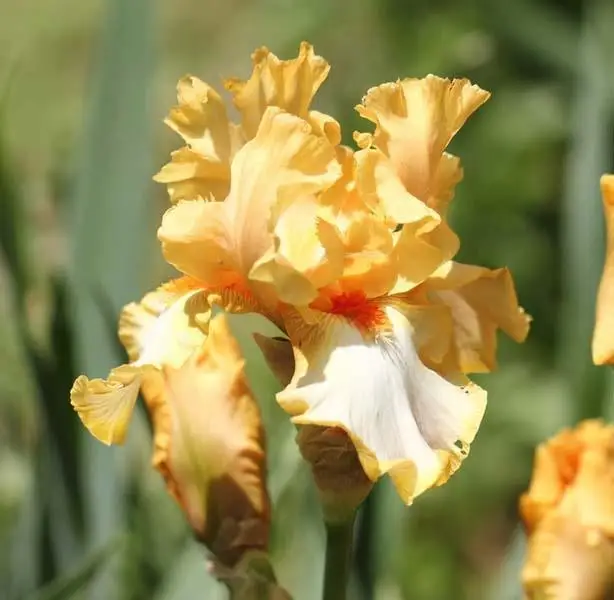 10 Iris Bulb Perennial Strong Root Greening Hardy Decoration Rare Easy To Species Easy Plant Flower Home Garden Pleasant Natural
10 Iris Bulb Perennial Strong Root Greening Hardy Decoration Rare Easy To Species Easy Plant Flower Home Garden Pleasant Natural