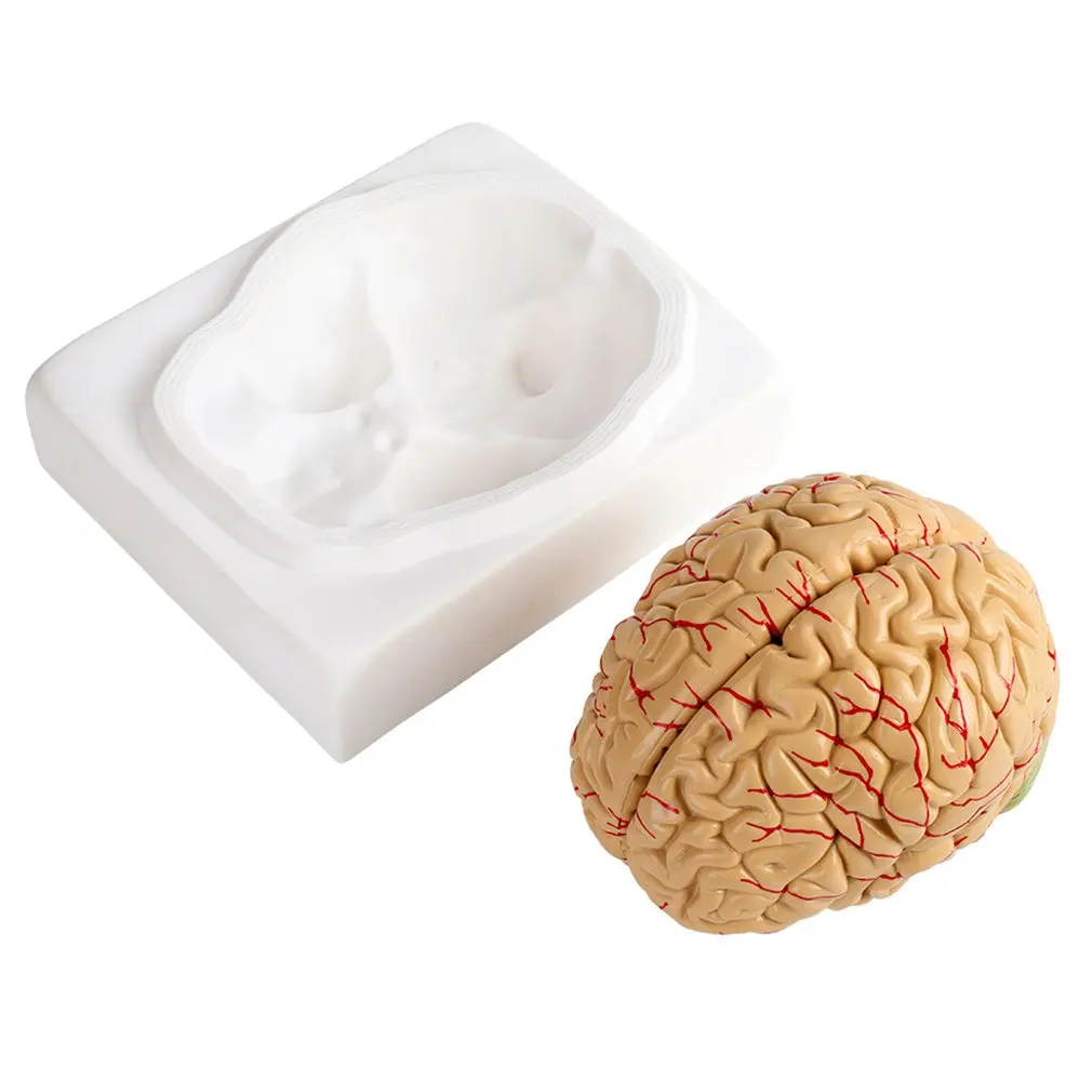 Medical props model Free postage Disassembled Anatomical Human Brain Model Anatomy Medical Teaching Tool
Medical props model Free postage Disassembled Anatomical Human Brain Model Anatomy Medical Teaching Tool