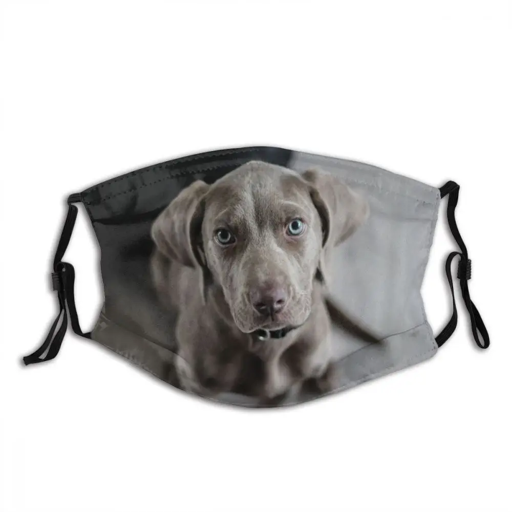 Weimaraner Animal Dog Washable Mouth Face Mask with Filters Anti Wind Cold Proof for Men Women Protection Cover Muffle for Adult
Weimaraner Animal Dog Washable Mouth Face Mask with Filters Anti Wind Cold Proof for Men Women Protection Cover Muffle for Adult