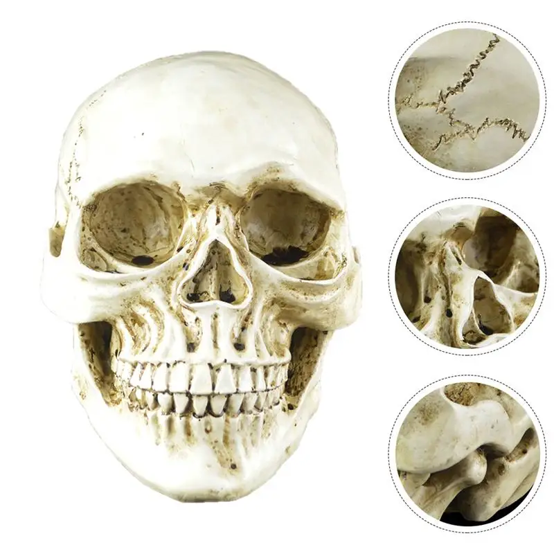 1pc Realistic Decorative Durable Halloween Skeleton Skull Adornment for Party Home Festival
1pc Realistic Decorative Durable Halloween Skeleton Skull Adornment for Party Home Festival