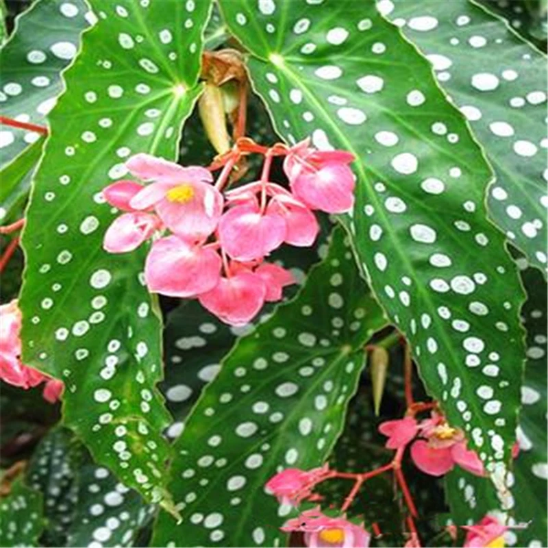 100Pcs Leopard Begonia Seeds Rare Wave Point Leaves Bonsai Flower Seeds Plants Essence Moisturizing Lip Balm BDY-S
100Pcs Leopard Begonia Seeds Rare Wave Point Leaves Bonsai Flower Seeds Plants Essence Moisturizing Lip Balm BDY-S