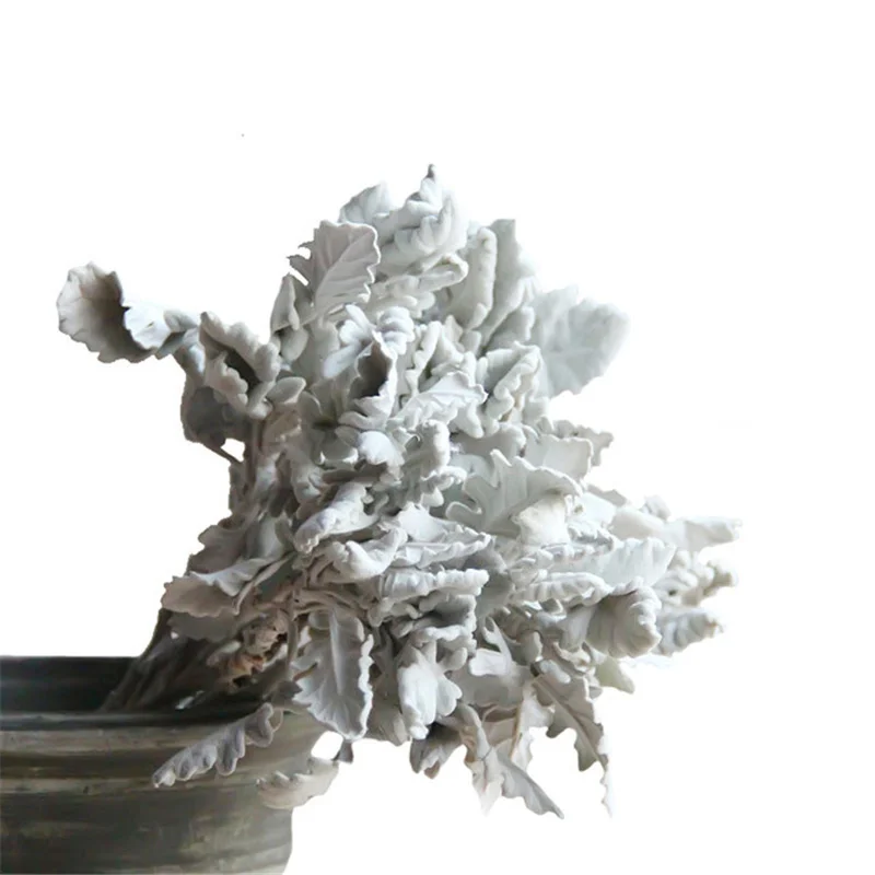 Natural Preserved Dried Flower Silver Leaf Chrysanthemum Cineraria Plant Wedding Bouquet Home Living Room Decoration Accessories
Natural Preserved Dried Flower Silver Leaf Chrysanthemum Cineraria Plant Wedding Bouquet Home Living Room Decoration Accessories