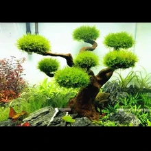 Aquarium Moss Tree Driftwood Fish Tank Landscaping Water Grass Moss Tree Trunk DIY Decoration (No Aquatic Plants)