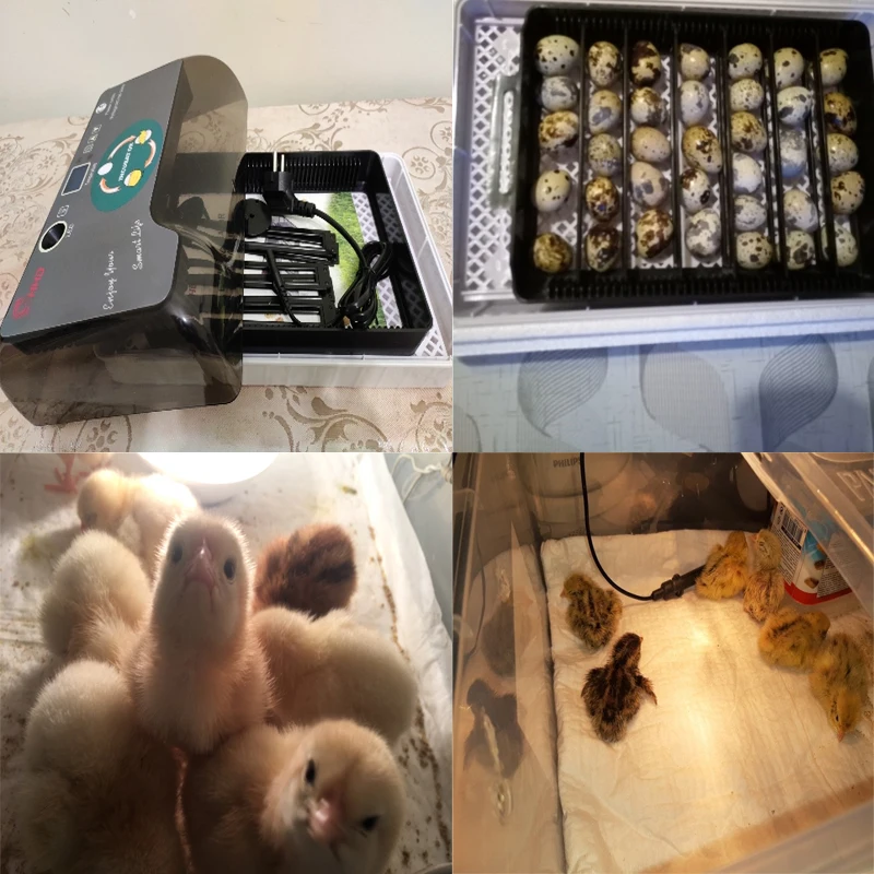 Hot Automatic Incubator 4-35 Chick Egg Large Capacity Incuator Digital Temperature Control Brooder Quality Hatchery Machine
Hot Automatic Incubator 4-35 Chick Egg Large Capacity Incuator Digital Temperature Control Brooder Quality Hatchery Machine