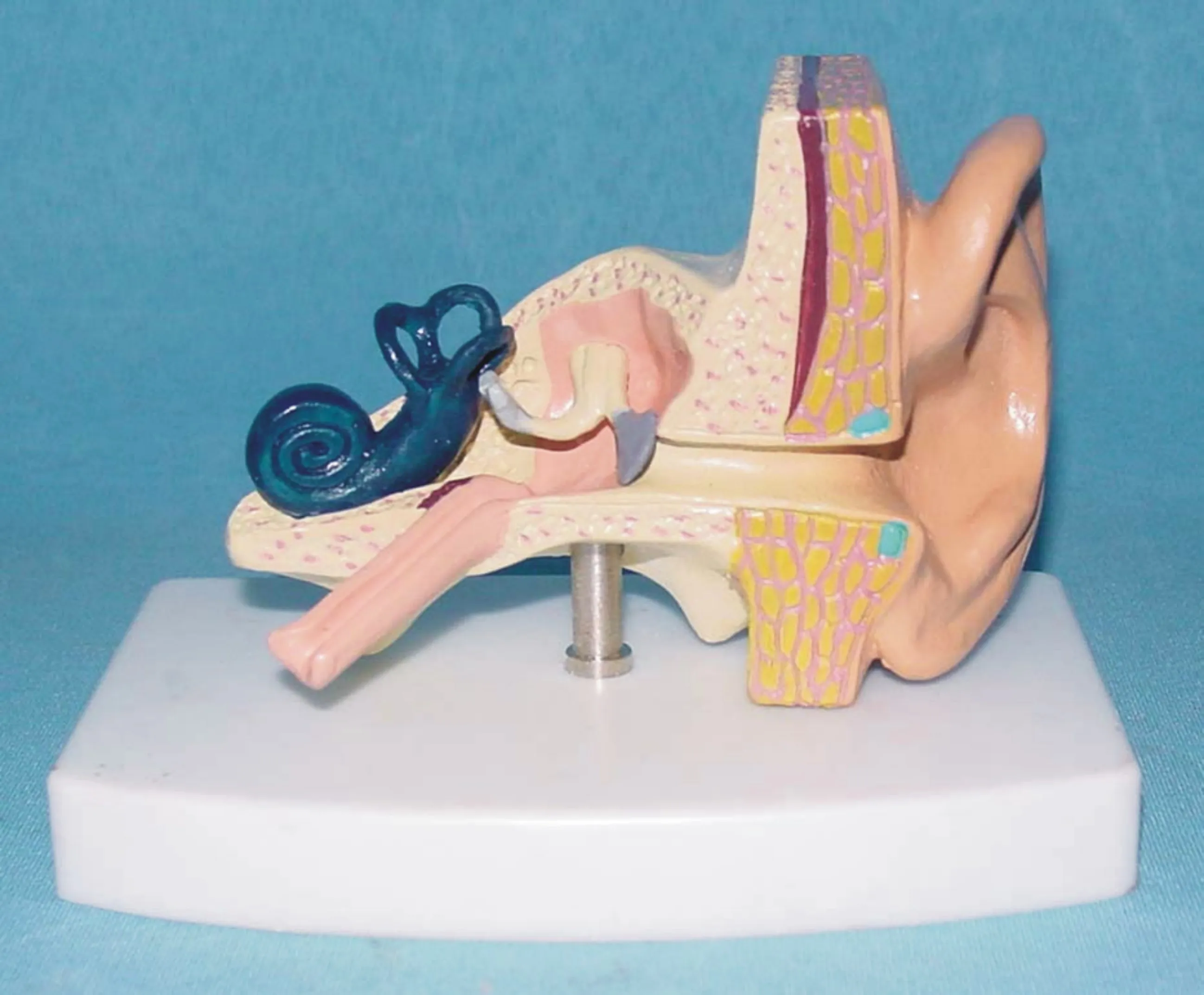 1:1 Life Size Human Ear Anatomical Model Organ Anatomical Model Medical Human Specimen Model Human Right Ear Anatomical Anatomy
1:1 Life Size Human Ear Anatomical Model Organ Anatomical Model Medical Human Specimen Model Human Right Ear Anatomical Anatomy