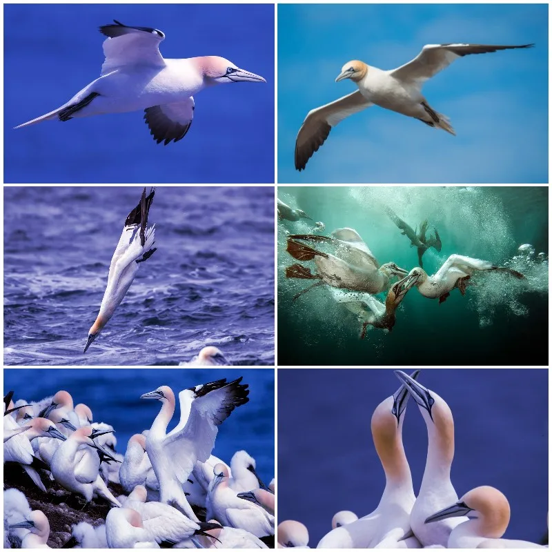 Diy Embroidery Ireland Northern Gannect Animal Diamond Painting Cross Stitch Mosaic Art Kit For Wall Decor
Diy Embroidery Ireland Northern Gannect Animal Diamond Painting Cross Stitch Mosaic Art Kit For Wall Decor