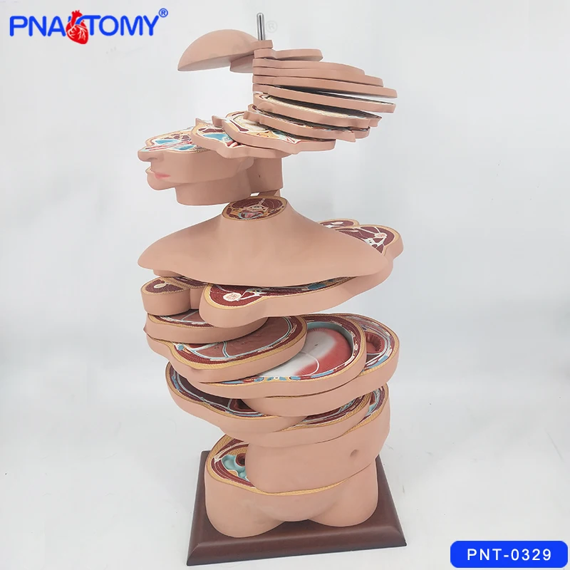 Disc Human Torso Anatomical Model 24 Layers Body Anatomy With Nerves And Muscles Medical School Used Tool Educational Equipment
Disc Human Torso Anatomical Model 24 Layers Body Anatomy With Nerves And Muscles Medical School Used Tool Educational Equipment