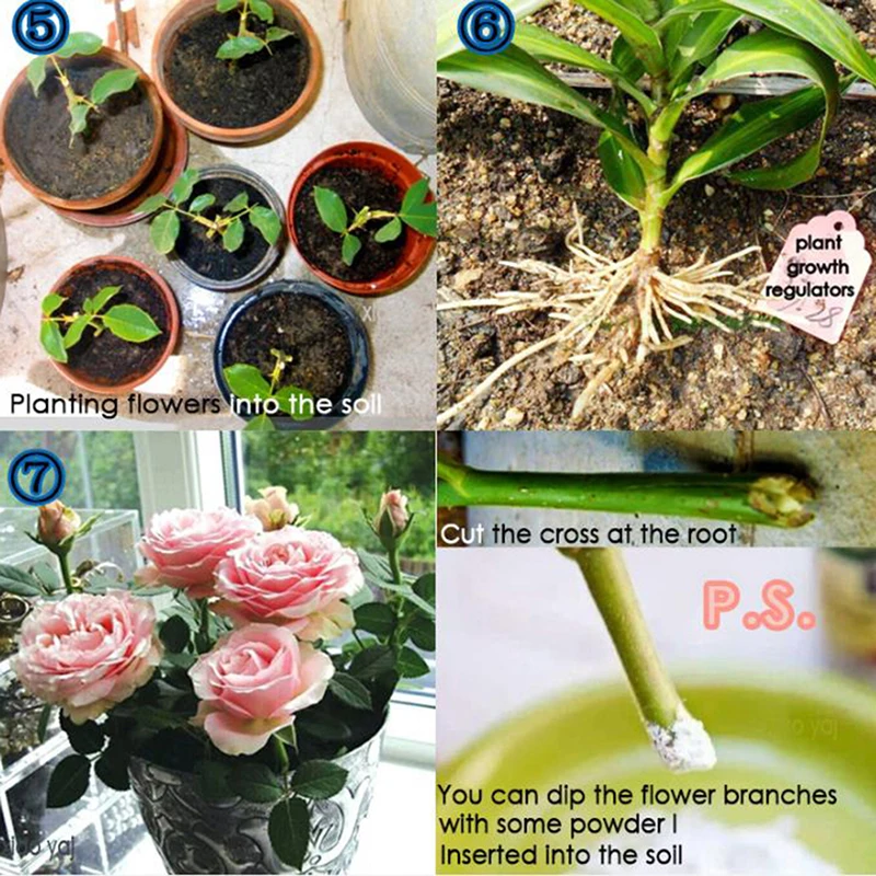 Bonsai Plant Rapid Growth Root Medicinal Hormone Regulators Aid Fertilizer For Early Healing Of Incision Quickly Take Root 10Bag
Bonsai Plant Rapid Growth Root Medicinal Hormone Regulators Aid Fertilizer For Early Healing Of Incision Quickly Take Root 10Bag