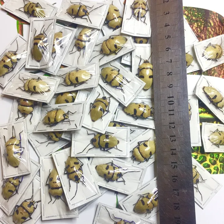 1 pcs Hemiptera insects Eucorysses grandis Specimen Educational Teaching / Natural Specimen Decoration
1 pcs Hemiptera insects Eucorysses grandis Specimen Educational Teaching / Natural Specimen Decoration