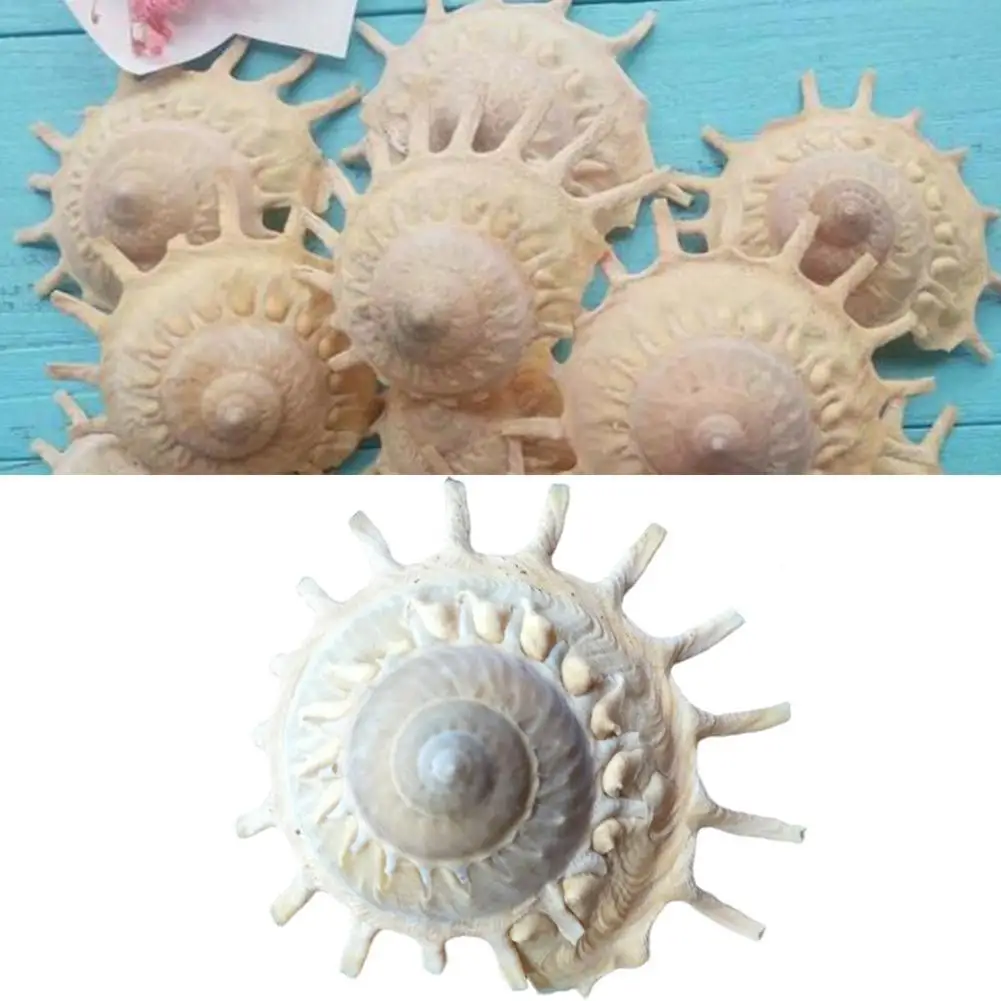 Carrier Shell Decoration Ocean Marine Theme Stellaria Solaris Nautical Home Decor Jewelry Accessories
Carrier Shell Decoration Ocean Marine Theme Stellaria Solaris Nautical Home Decor Jewelry Accessories