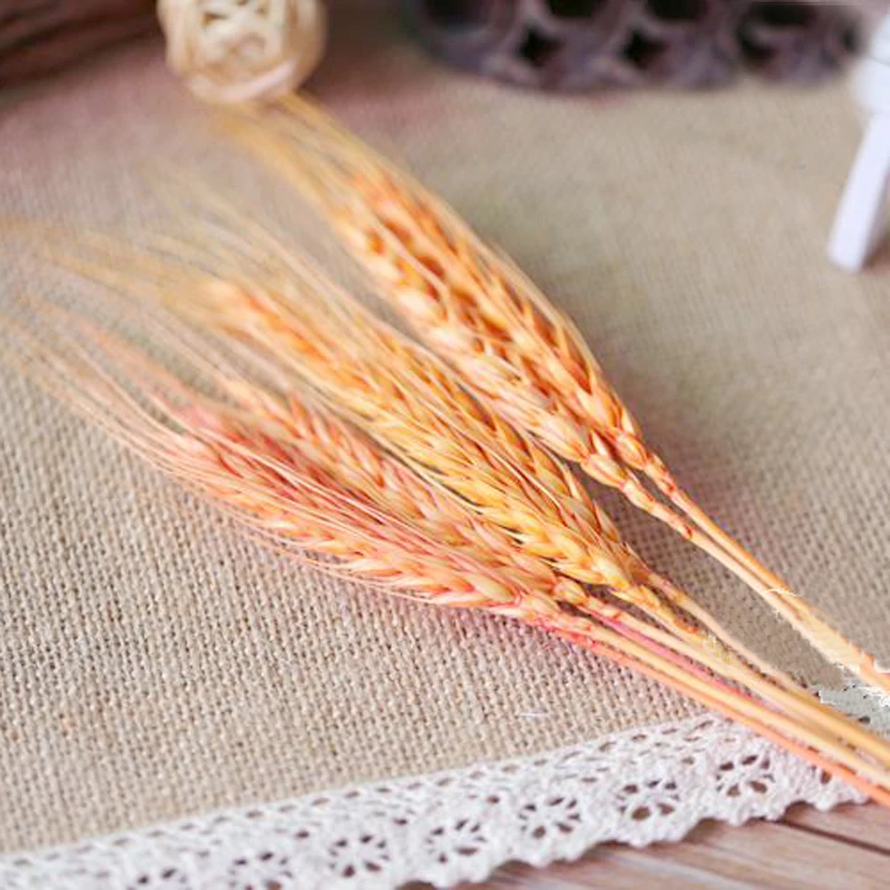 100pcs natural orange color dried ear of wheat bouquets&orange color wheat ear Bunches
100pcs natural orange color dried ear of wheat bouquets&orange color wheat ear Bunches