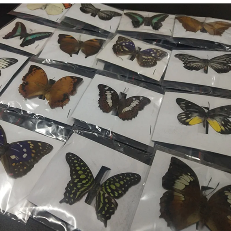 10 different styles of butterfly specimens. Natural and beautiful butterfly and insect specimens for photo frames or home walls
10 different styles of butterfly specimens. Natural and beautiful butterfly and insect specimens for photo frames or home walls