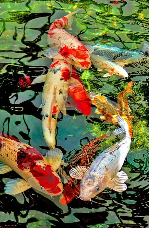 5d Diamond Painting Koi Fish Graph DIY 3D Diamond Embroidery sale full square round drill Mosaic diamond picture animal wall art 
5d Diamond Painting Koi Fish Graph DIY 3D Diamond Embroidery sale full square round drill Mosaic diamond picture animal wall art