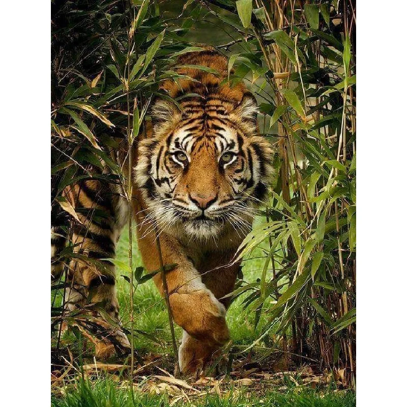 5D Diamond Painting Full Drill tiger Diamond Mosaic Sale Round Rhinestones Picture Diamond Embroidery Cartoon Home Decor
5D Diamond Painting Full Drill tiger Diamond Mosaic Sale Round Rhinestones Picture Diamond Embroidery Cartoon Home Decor