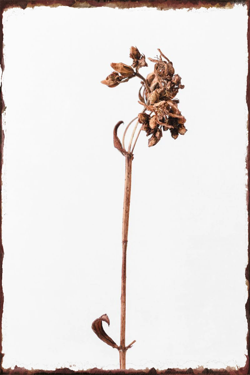 Высушенные коричневые растения, винтажный металлический знак, оловянные таблички, Настенный декор, украшение для комнаты в стиле ретро для ...
Высушенные коричневые растения, винтажный металлический знак, оловянные таблички, Настенный декор, украшение для комнаты в стиле ретро для ...