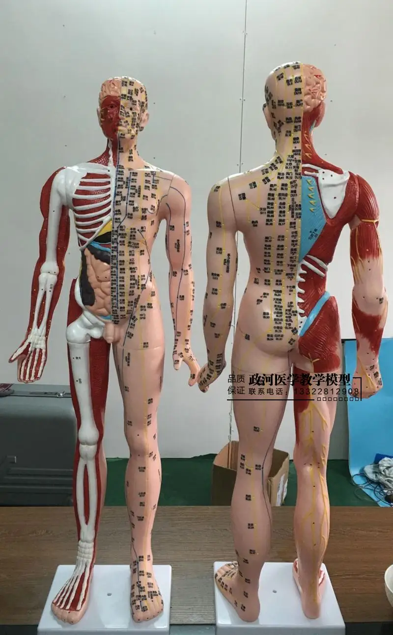 85cm super clear meridian acupuncture model male acupuncture model human skeleton viscera brain acupuncture point model PVC
85cm super clear meridian acupuncture model male acupuncture model human skeleton viscera brain acupuncture point model PVC