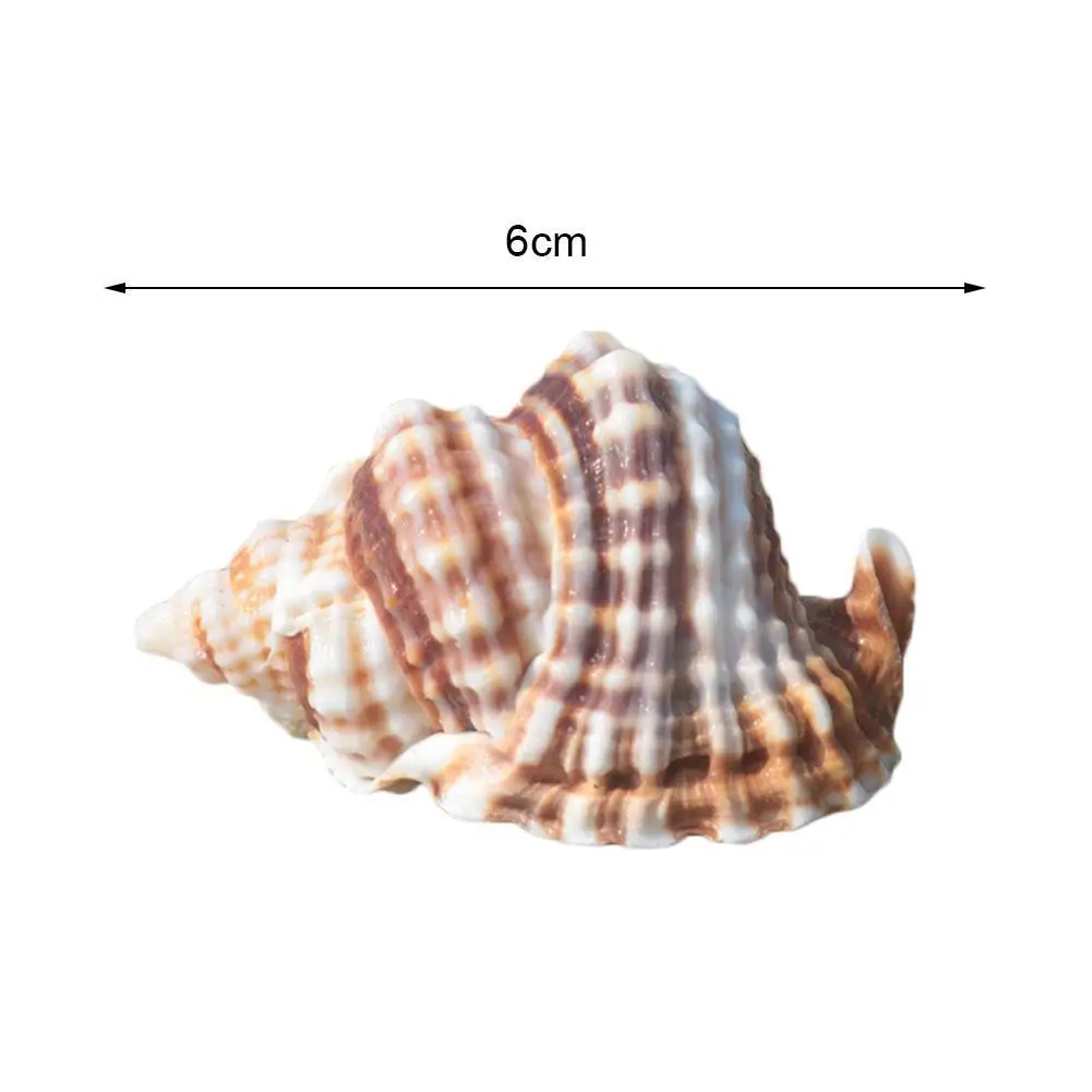 Natural Conch Shell Flat Mandarin Wing Snail Specimen Fish Tank Landscaping Gift Decoration Imported Rare Collection Specimen
Natural Conch Shell Flat Mandarin Wing Snail Specimen Fish Tank Landscaping Gift Decoration Imported Rare Collection Specimen