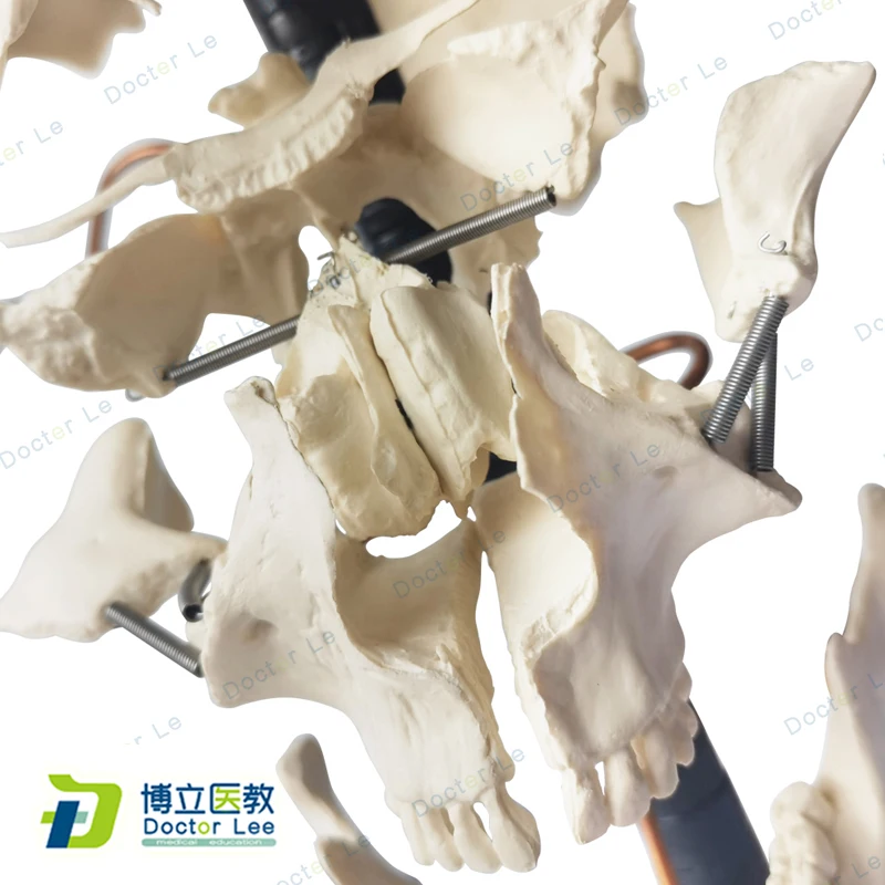 Natural size artificial bauchene skull of an adult, skeleton anatomical model skull anatomy for medical science learning
Natural size artificial bauchene skull of an adult, skeleton anatomical model skull anatomy for medical science learning