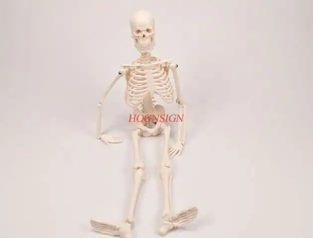 human skeleton model teaching Human skeleton model medical medicine teaching
human skeleton model teaching Human skeleton model medical medicine teaching