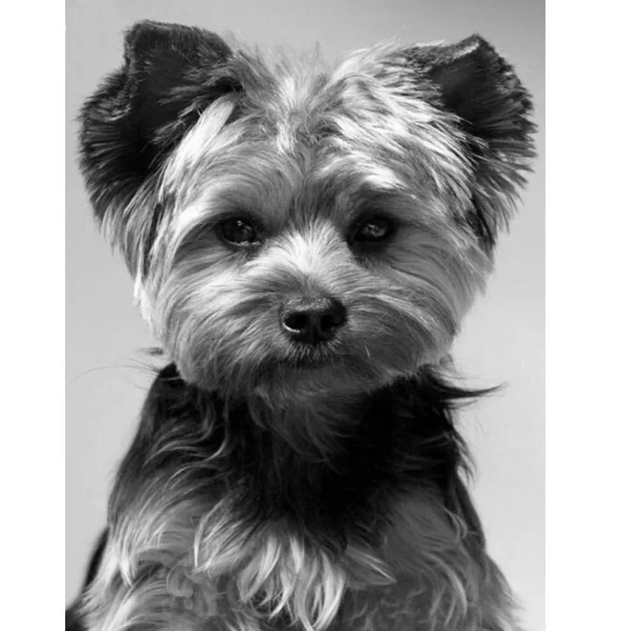 Полный квадратный/круглый дрель 5d Сделай Сам алмазная живопись Животные Собака Вышивка Бриллиантовая мозаика с животным картины по номера...
Полный квадратный/круглый дрель 5d Сделай Сам алмазная живопись Животные Собака Вышивка Бриллиантовая мозаика с животным картины по номера...